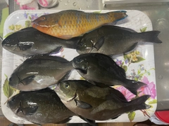 メジナの釣果