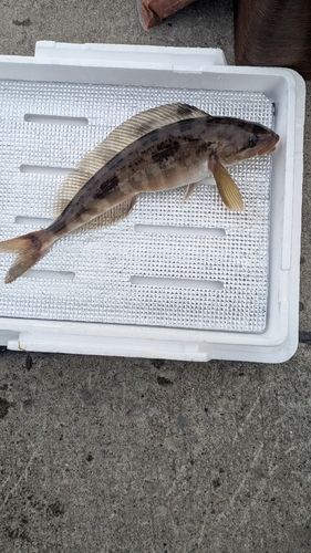 ホッケの釣果