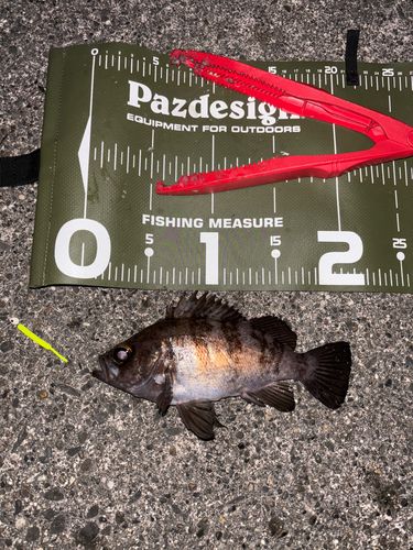 シロメバルの釣果