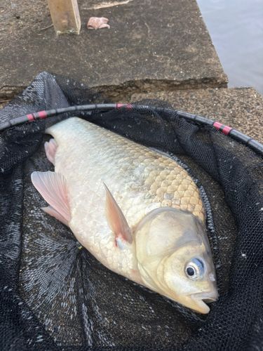 ヘラブナの釣果