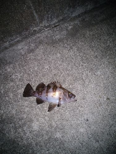 シロメバルの釣果