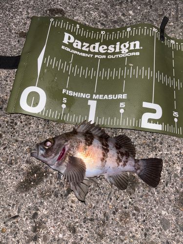 シロメバルの釣果