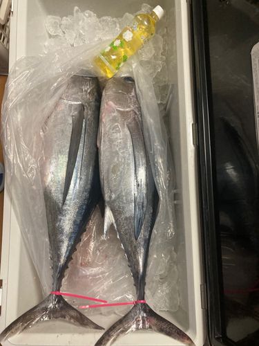 ビンチョウマグロの釣果