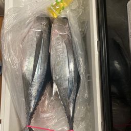 ビンチョウマグロ