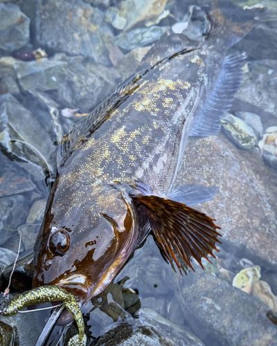 アイナメの釣果