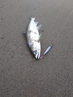 サクラマスの釣果