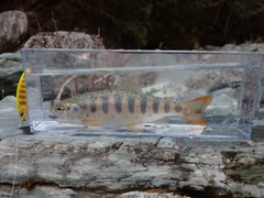 アマゴの釣果