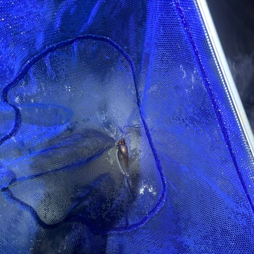 ホタルイカの釣果
