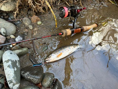 ヤマメの釣果