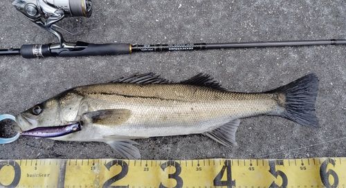 シーバスの釣果