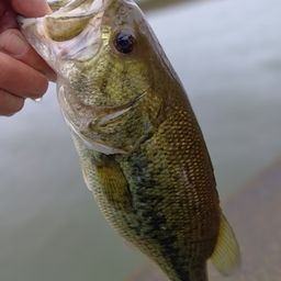 ラージマウスバス