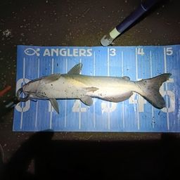 アメリカンキャットフィッシュ