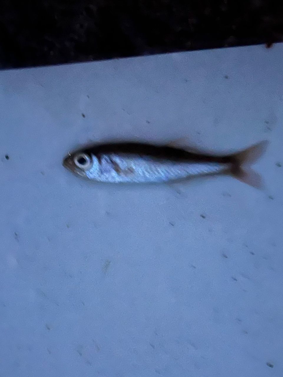 ムツ