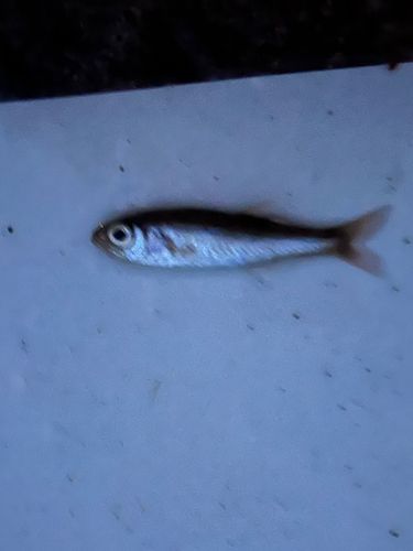 ムツの釣果