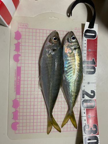 アジの釣果