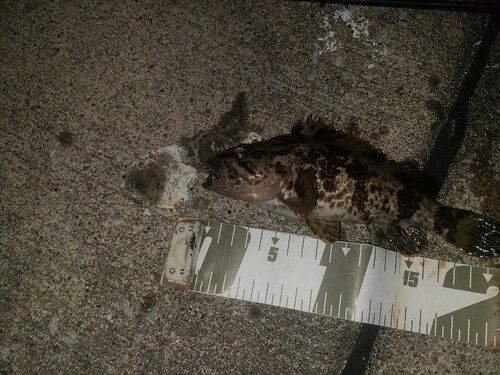 タケノコメバルの釣果