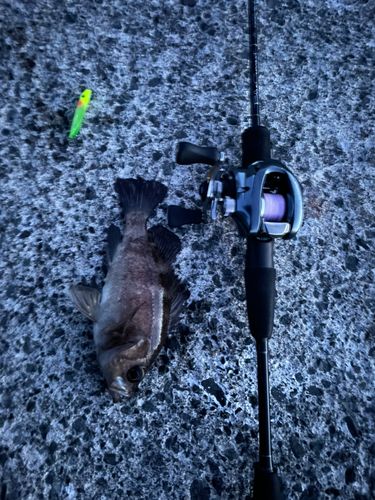 シロメバルの釣果