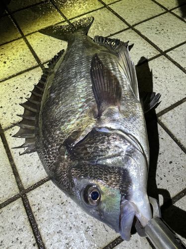 クロダイの釣果