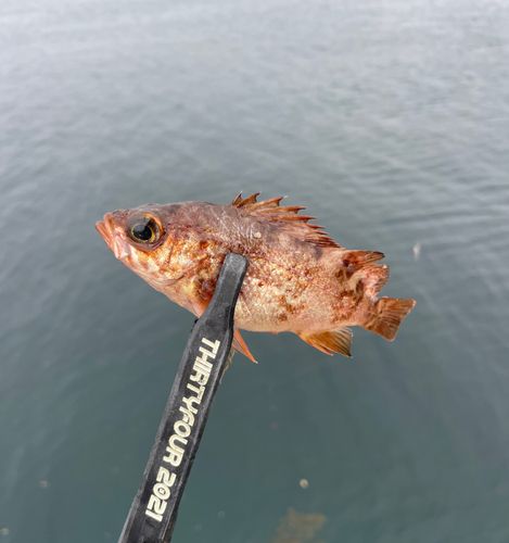 メバルの釣果