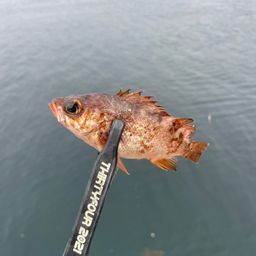 メバル