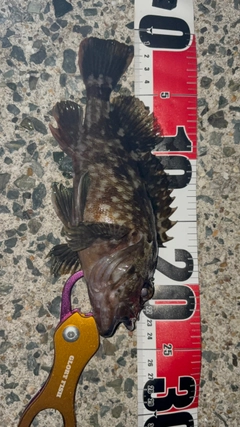 カサゴの釣果