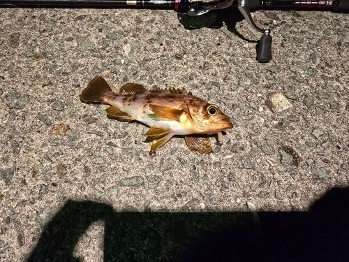 メバルの釣果