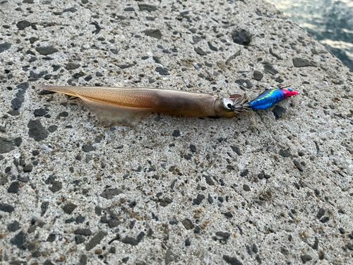 ササイカの釣果
