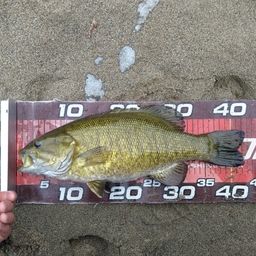 スモールマウスバス