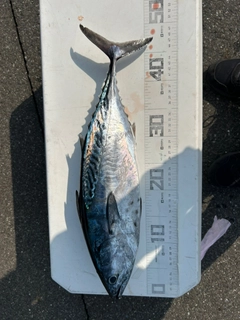 スマガツオの釣果