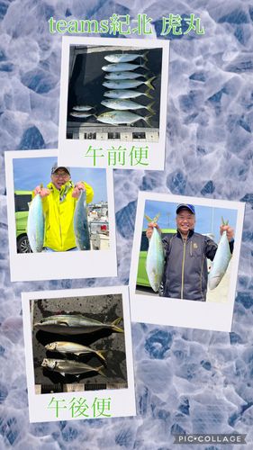 ハマチの釣果