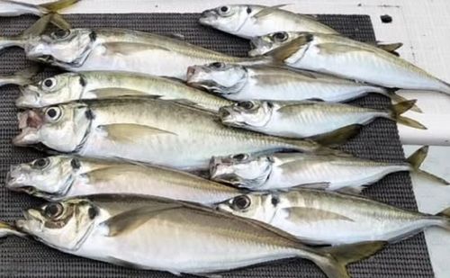 オニアジの釣果