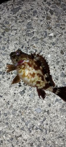 カサゴの釣果