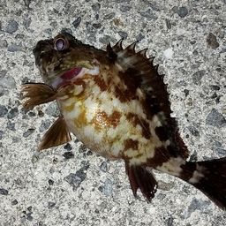 カサゴ
