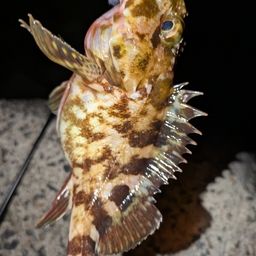 カサゴ