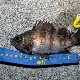 メバル