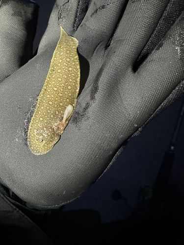 シタビラメの釣果