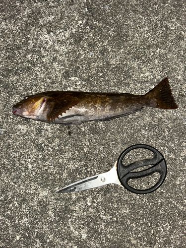 アイナメの釣果