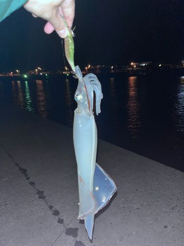 ヤリイカの釣果