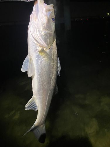 セイゴ（マルスズキ）