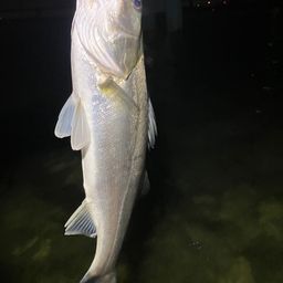 セイゴ（マルスズキ）