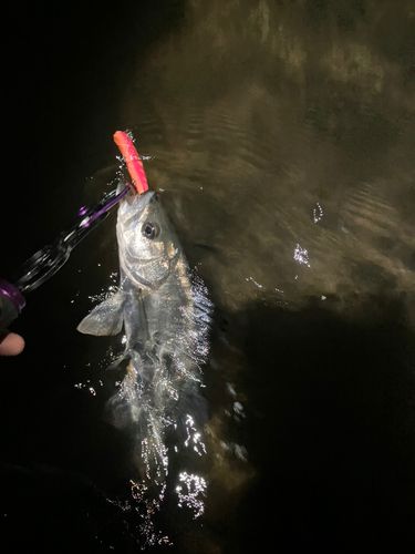 セイゴ（マルスズキ）の釣果