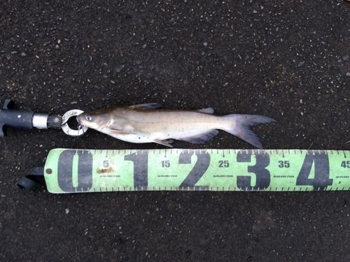 アメリカナマズの釣果