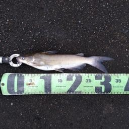 アメリカナマズ