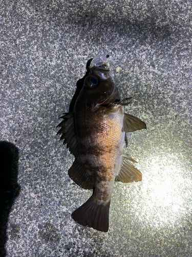 メバルの釣果