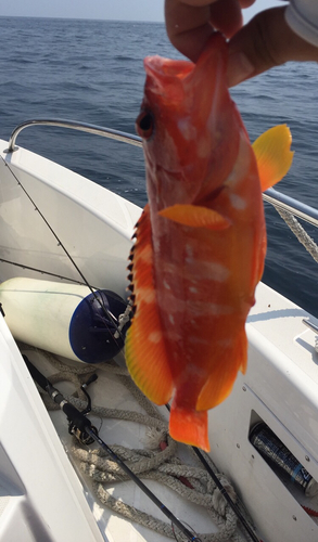 アカハタの釣果