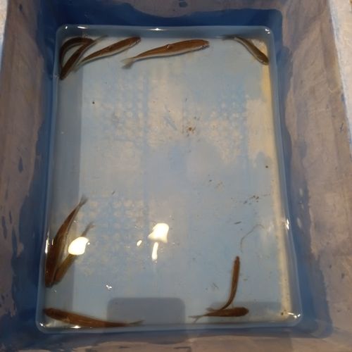 ホンモロコの釣果
