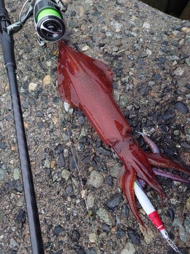 ケンサキイカの釣果