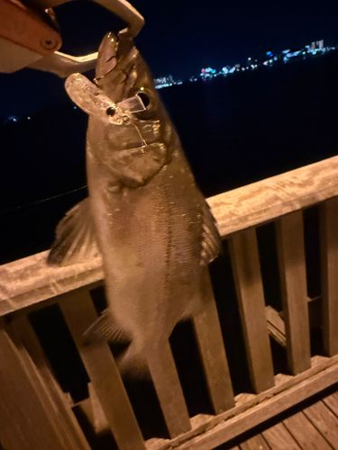 セイゴ（ヒラスズキ）の釣果