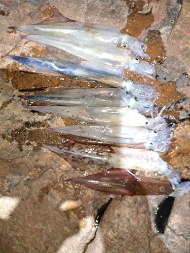 ヤリイカの釣果