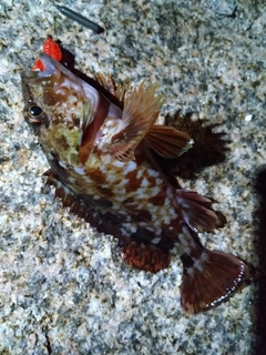 ガシラの釣果